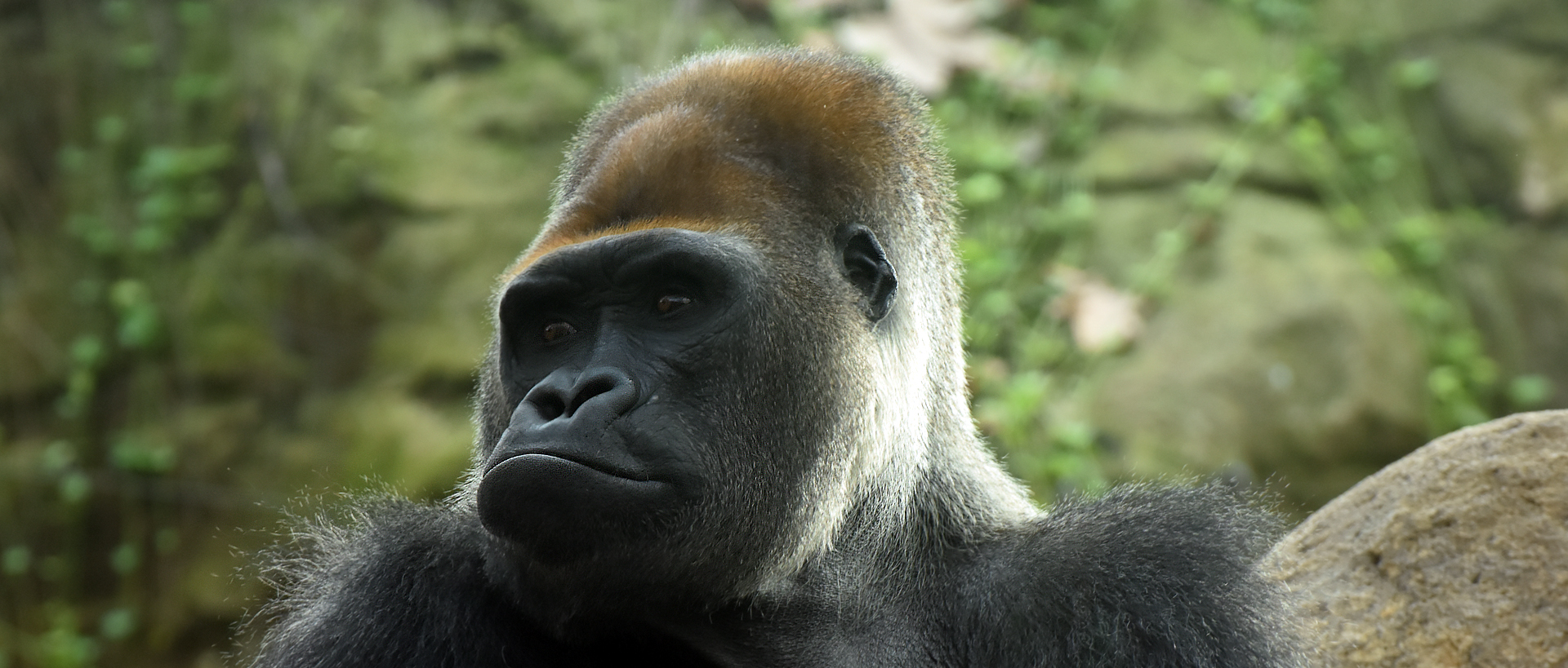 Western lowland gorilla Zoo Barcelona